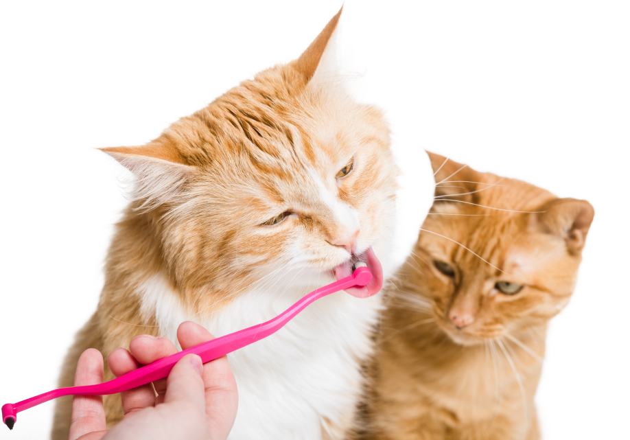 Most cat toothbrushes aren't actually built for cats...